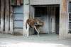 ueno_zoo_5065_mini.jpg