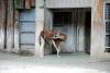 ueno_zoo_5066_mini.jpg