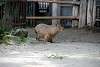 ueno_zoo_5067_mini.jpg