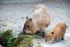 ueno_zoo_5068_mini.jpg