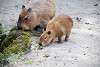 ueno_zoo_5069_mini.jpg