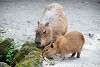 ueno_zoo_5070_mini.jpg