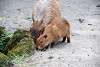 ueno_zoo_5071_mini.jpg