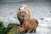 ueno_zoo_5072_mini.jpg