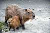 ueno_zoo_5073_mini.jpg