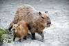 ueno_zoo_5074_mini.jpg