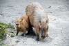 ueno_zoo_5075_mini.jpg