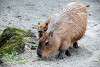 ueno_zoo_5076_mini.jpg