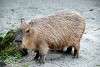 ueno_zoo_5078_mini.jpg