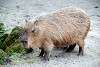 ueno_zoo_5079_mini.jpg
