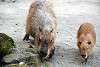 ueno_zoo_5080_mini.jpg
