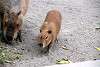 ueno_zoo_5081_mini.jpg