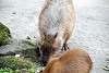 ueno_zoo_5082_mini.jpg