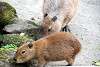 ueno_zoo_5083_mini.jpg