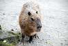 ueno_zoo_5084_mini.jpg