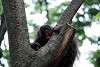 ueno_zoo_5088_mini.jpg