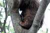 ueno_zoo_5091_mini.jpg