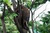 ueno_zoo_5092_mini.jpg
