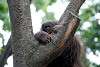 ueno_zoo_5093_mini.jpg