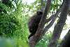 ueno_zoo_5094_mini.jpg