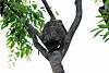 ueno_zoo_5095_mini.jpg