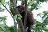 ueno_zoo_5096_mini.jpg