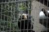 ueno_zoo_5097_mini.jpg