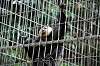 ueno_zoo_5098_mini.jpg