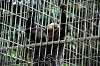 ueno_zoo_5099_mini.jpg