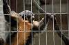 ueno_zoo_5102_mini.jpg