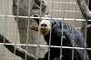 ueno_zoo_5104_mini.jpg
