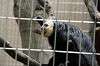 ueno_zoo_5105_mini.jpg
