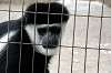 ueno_zoo_5107_mini.jpg