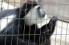 ueno_zoo_5108_mini.jpg