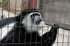 ueno_zoo_5109_mini.jpg