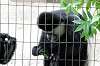 ueno_zoo_5111_mini.jpg