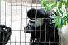 ueno_zoo_5112_mini.jpg