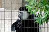 ueno_zoo_5113_mini.jpg