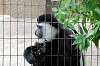 ueno_zoo_5114_mini.jpg