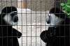 ueno_zoo_5115_mini.jpg