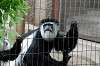 ueno_zoo_5117_mini.jpg