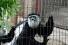 ueno_zoo_5118_mini.jpg
