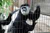 ueno_zoo_5119_mini.jpg