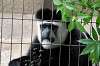 ueno_zoo_5120_mini.jpg