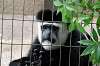 ueno_zoo_5122_mini.jpg