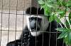 ueno_zoo_5123_mini.jpg