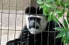 ueno_zoo_5125_mini.jpg