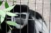 ueno_zoo_5126_mini.jpg
