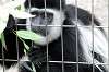 ueno_zoo_5127_mini.jpg