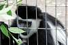 ueno_zoo_5128_mini.jpg
